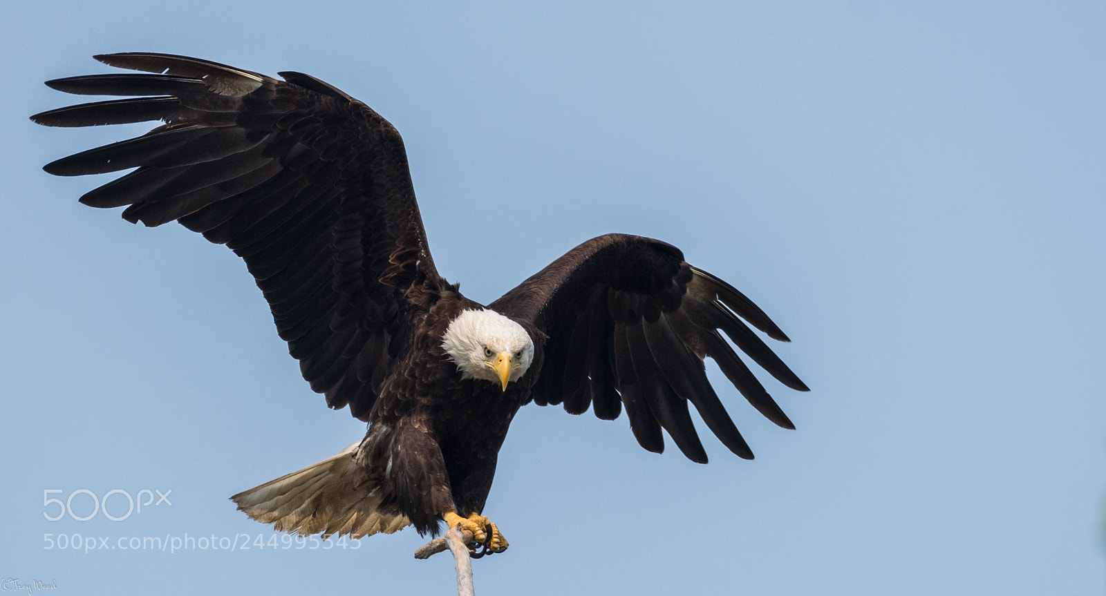 Nikon D7100 sample photo. Eagle wingspan photography