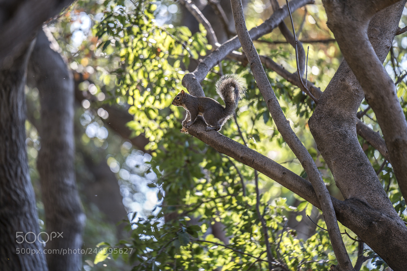 Sony a7R II sample photo. Squirrel photography