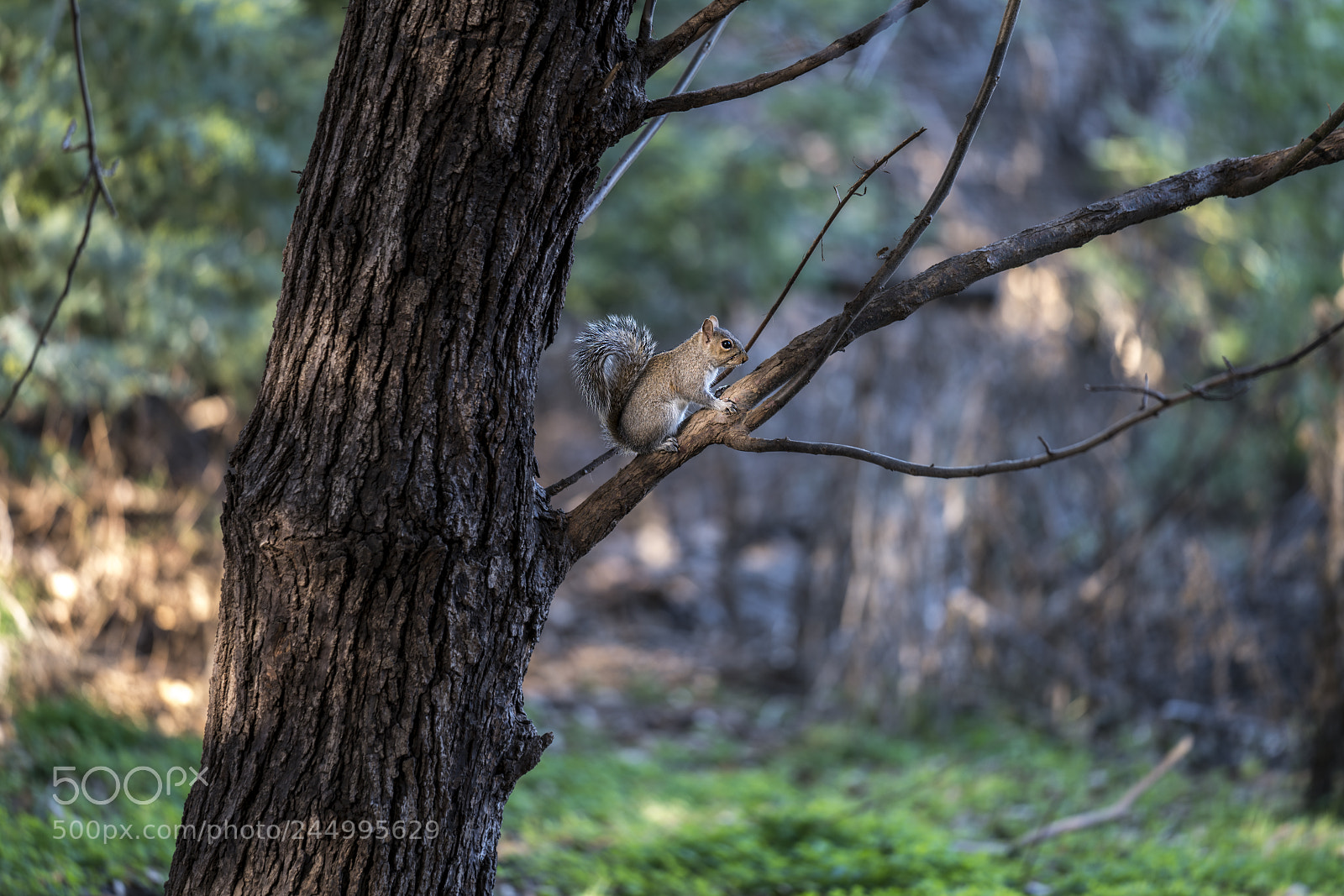 Sony a7R II sample photo. Squirrel photography
