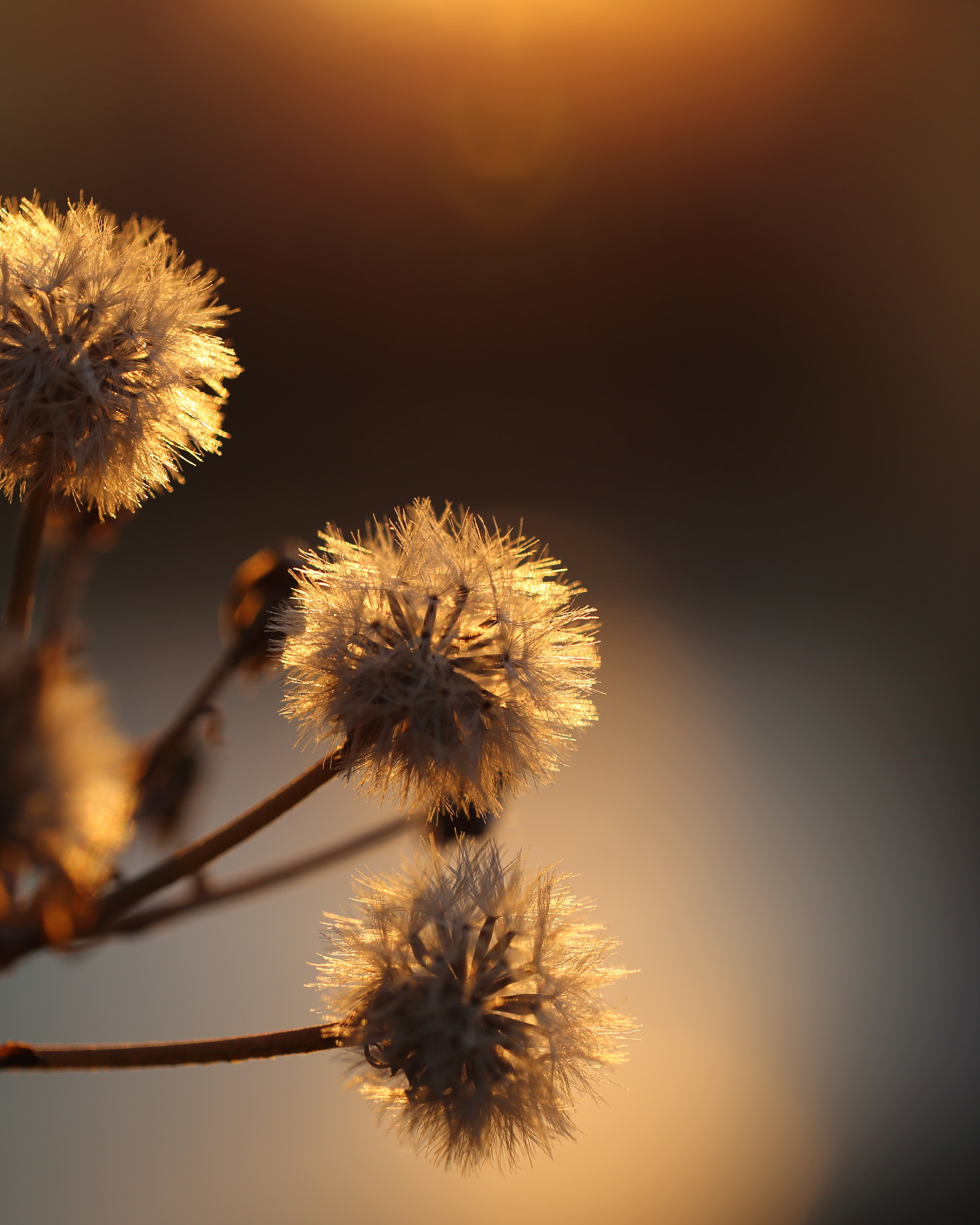 Canon EF 100mm F2.8L Macro IS USM sample photo. Puffballs photography