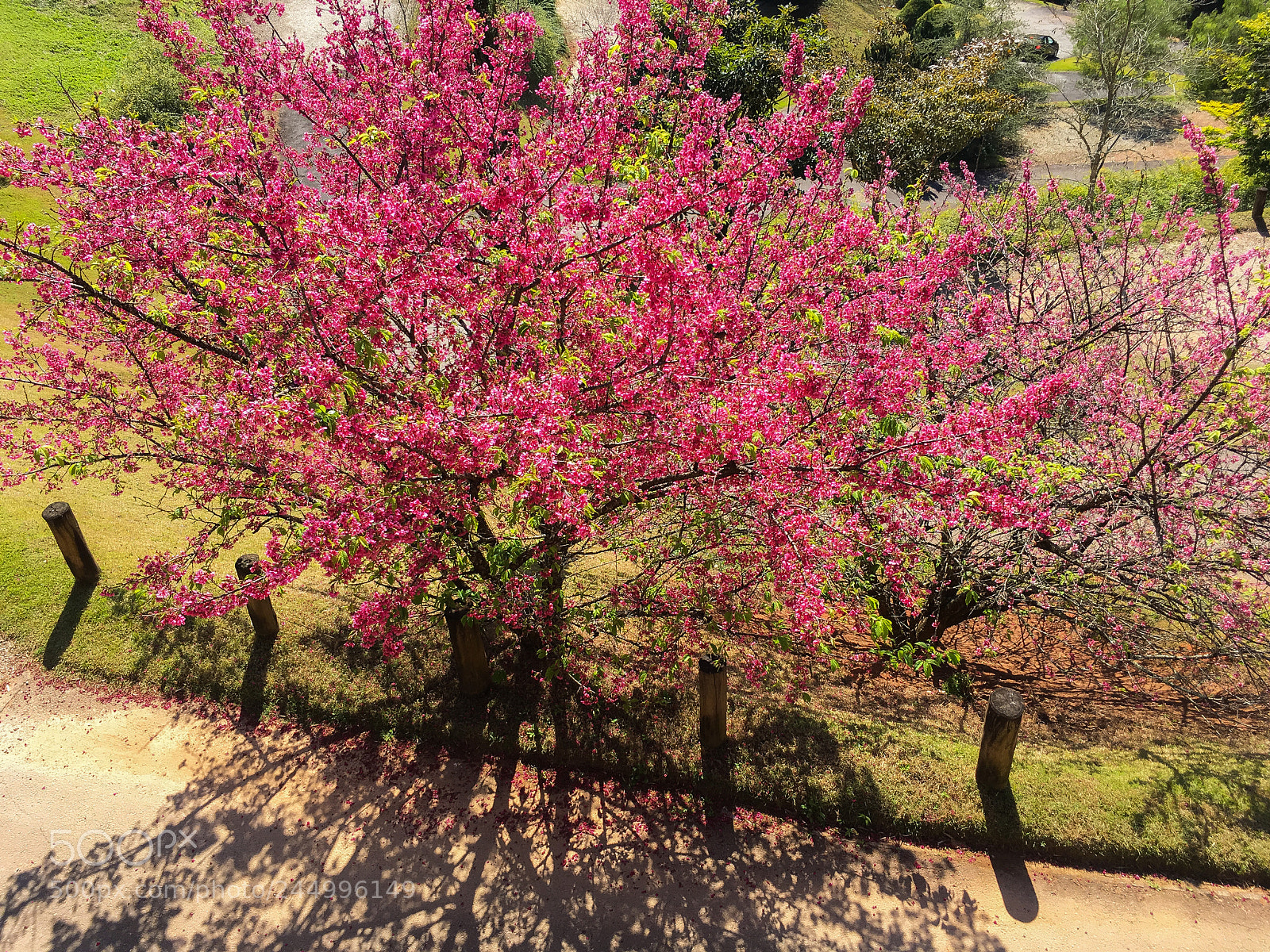 Apple iPhone SE sample photo. Sakura photography