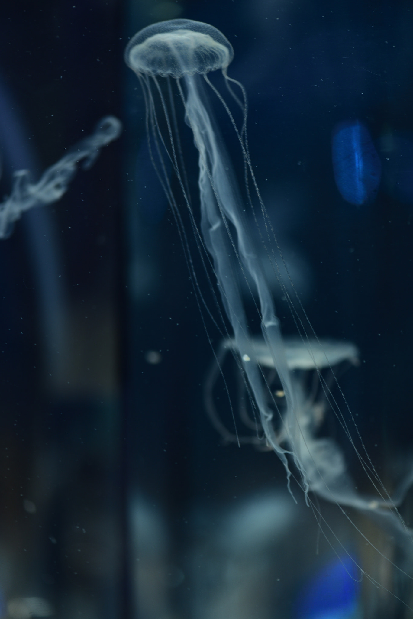 Nikon AF-S Micro-Nikkor 105mm F2.8G IF-ED VR sample photo. Jellyfish photography
