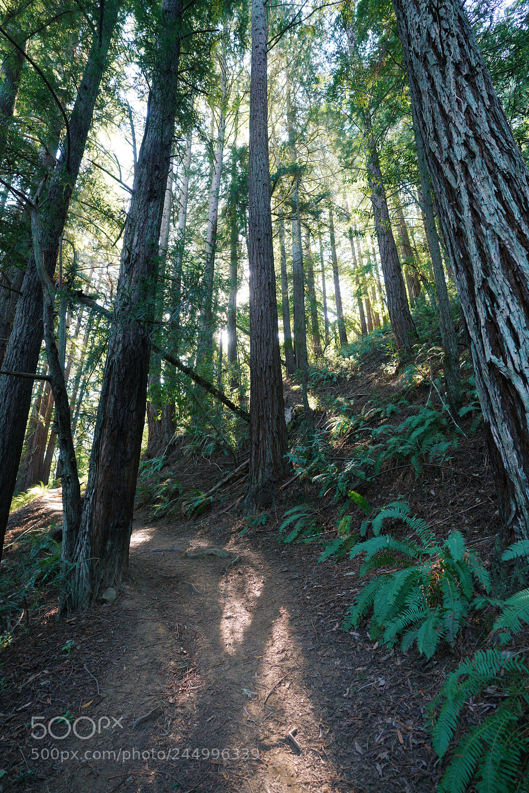Sony a7R II sample photo. Frank trail, redwood regional photography