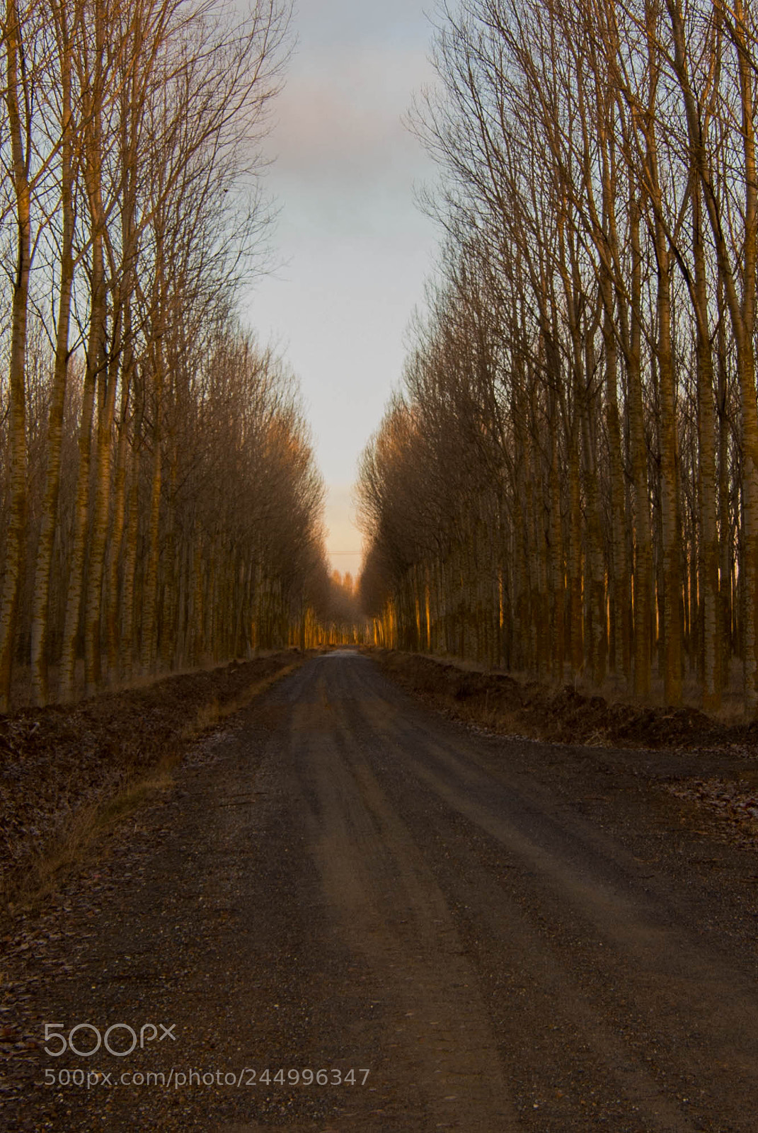 Nikon D7100 sample photo. Bosques palentinos!! photography