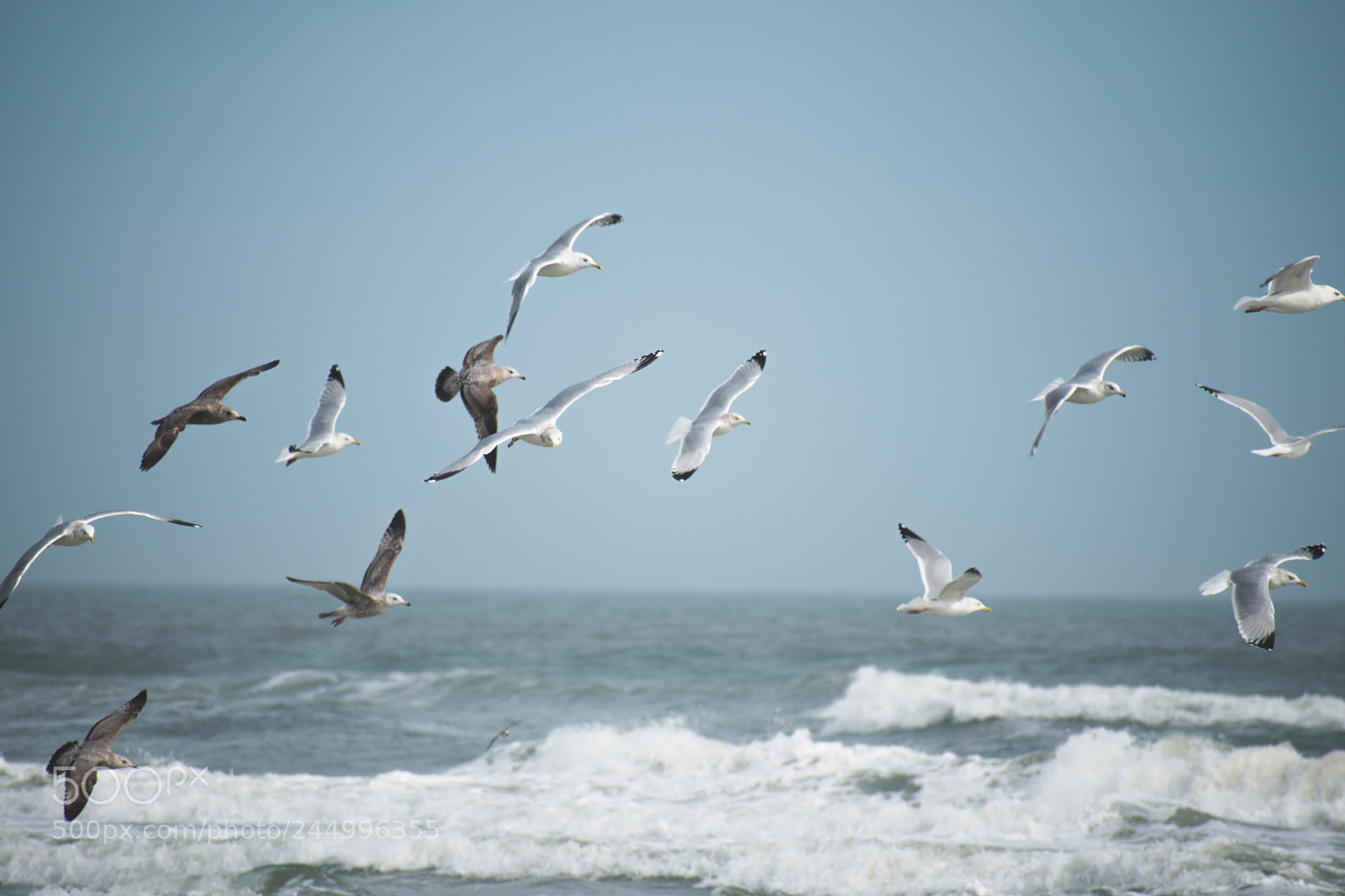 Nikon D5600 sample photo. Flock photography