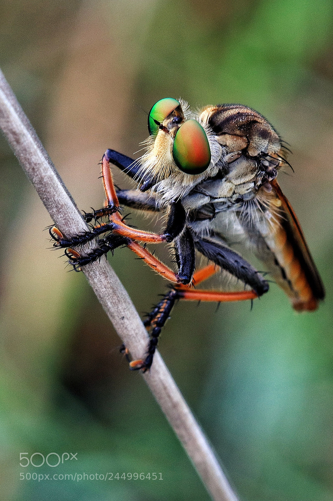 Canon EOS M5 sample photo. Macro.... robber fly photography