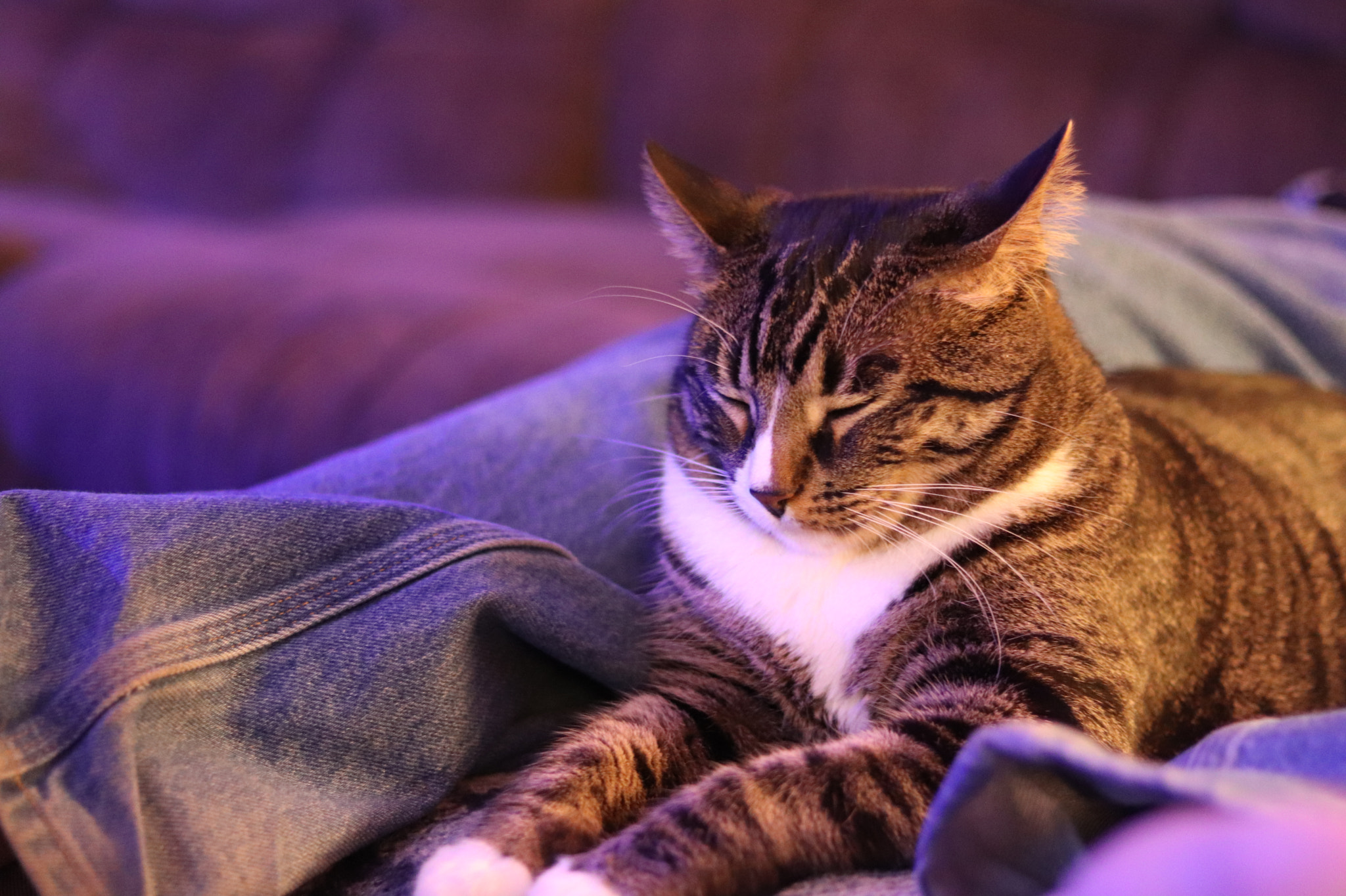Canon EOS 800D (EOS Rebel T7i / EOS Kiss X9i) sample photo. Happy cat photography