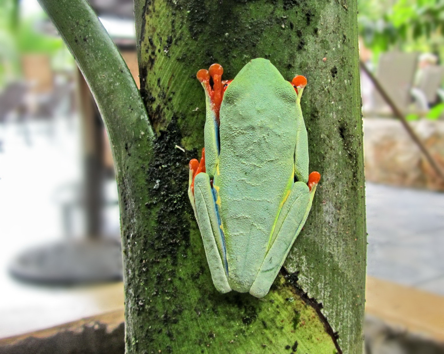 Canon PowerShot SX210 IS sample photo. Red-eyed tree frog photography