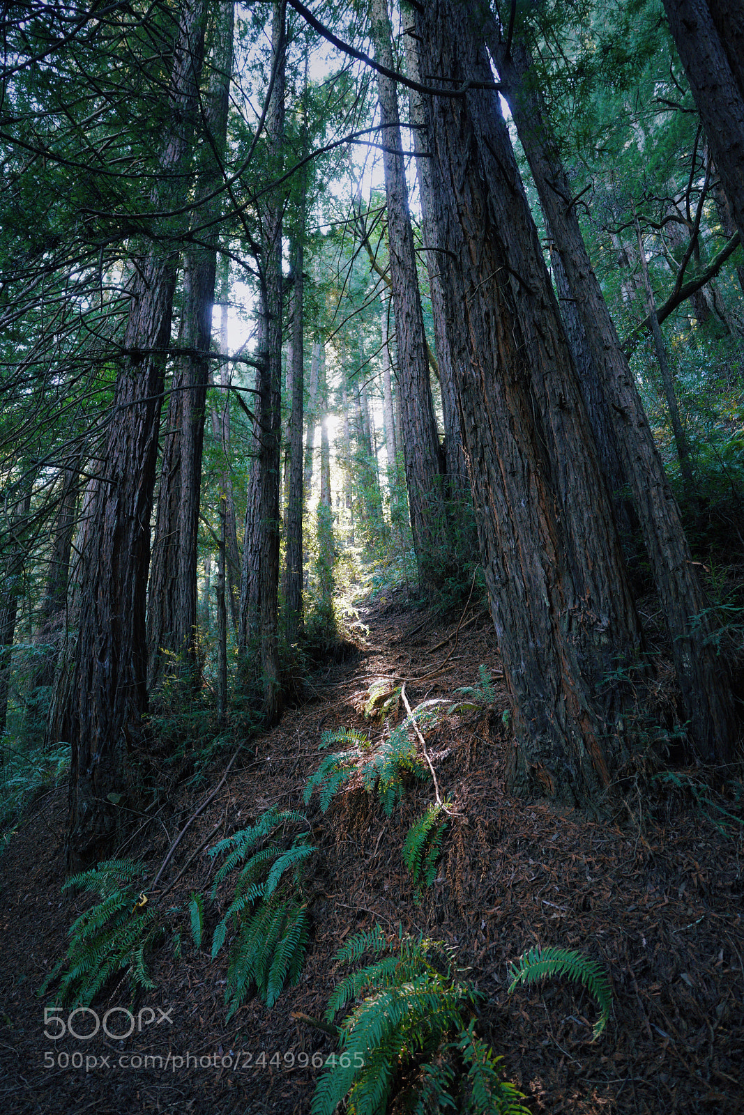 Sony a7R II sample photo. Frank trail, redwood regional photography