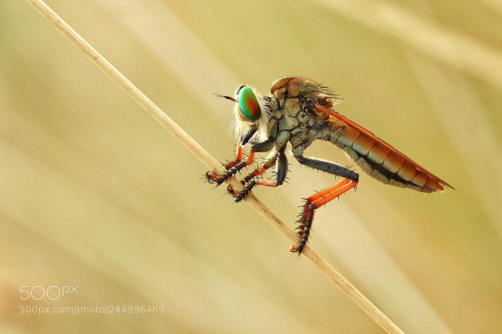 Canon EOS M5 sample photo. Macro .... robber fly photography