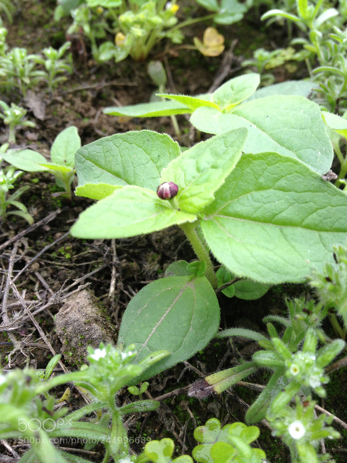 Apple iPhone 4S sample photo. Img photography
