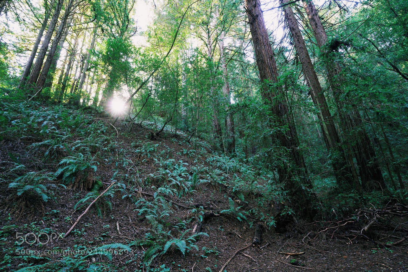 Sony a7R II sample photo. Frank trail, redwood regional photography