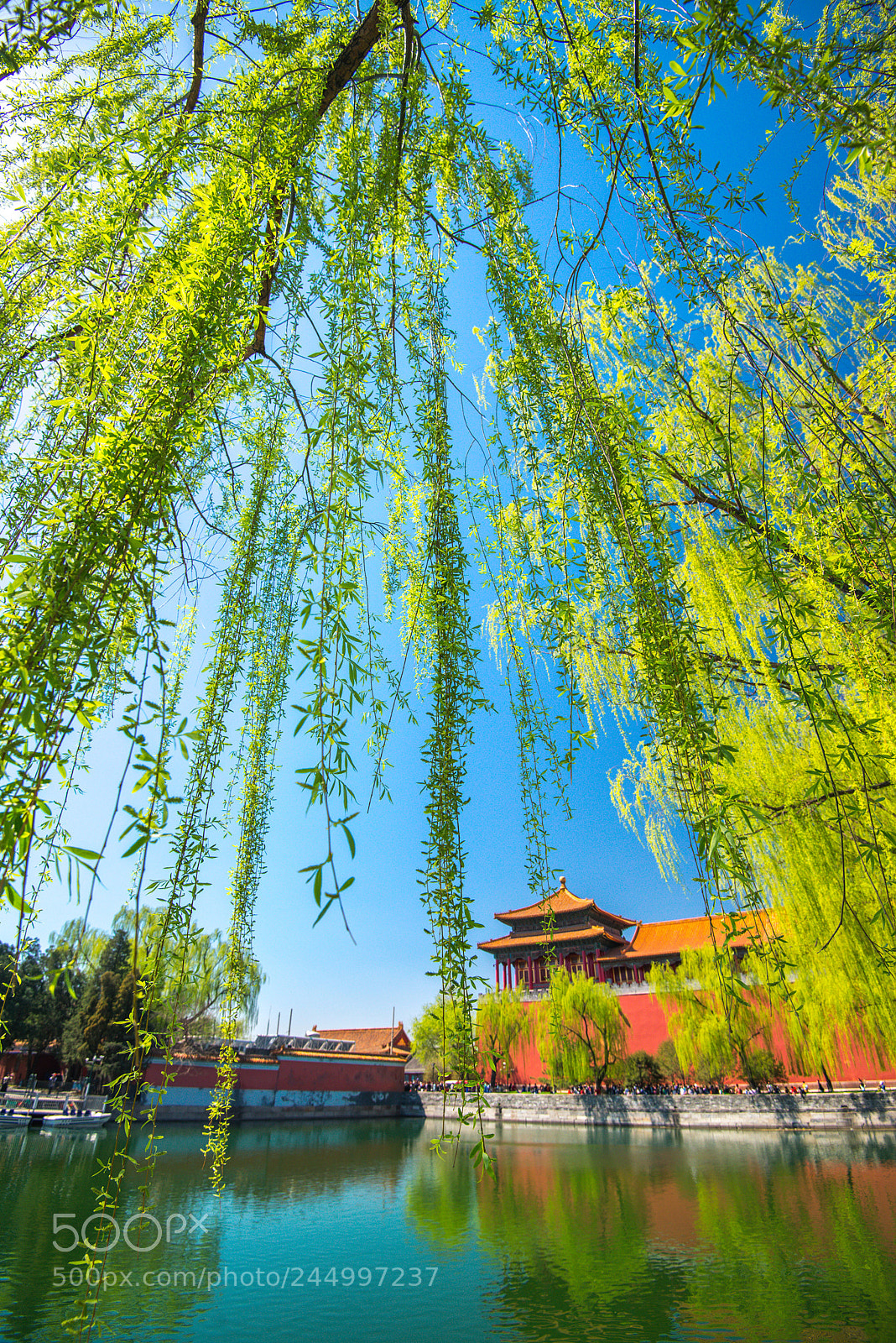 Nikon D610 sample photo. 皇家垂柳 photography