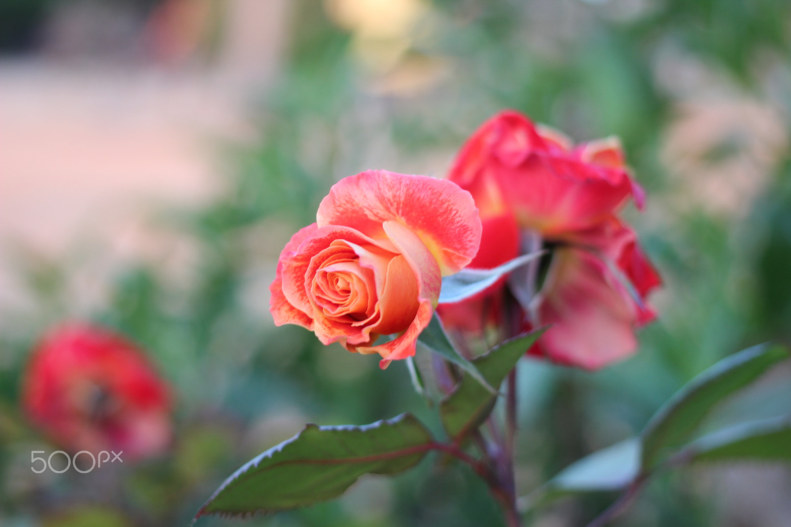Canon EOS 600D (Rebel EOS T3i / EOS Kiss X5) + Canon EF 40mm F2.8 STM sample photo. Rose photography