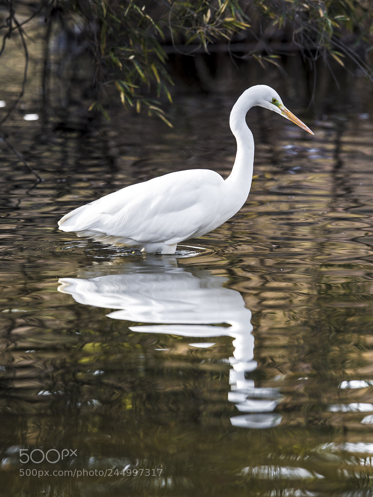 Nikon D5 sample photo. Beautiful hunter photography