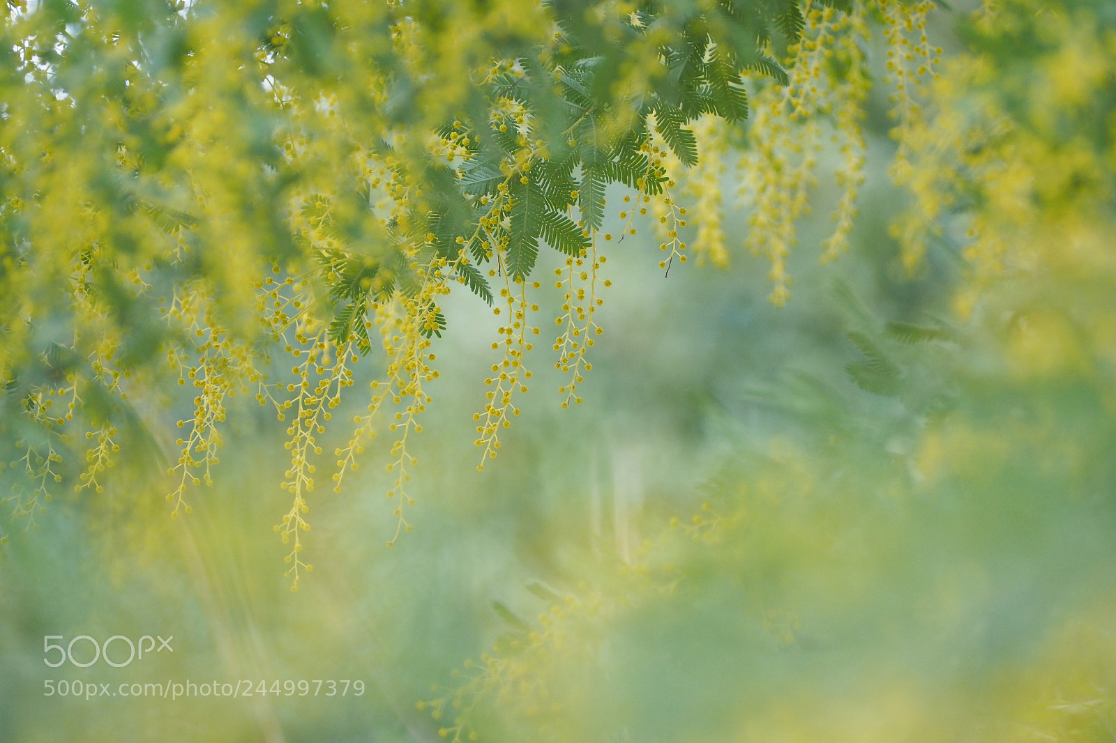 Olympus PEN-F sample photo. Mimosa yellow photography