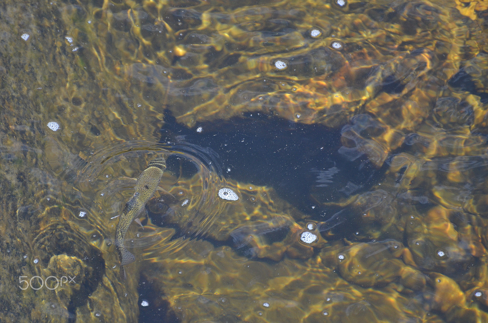 Nikon D5100 sample photo. Trucha photography