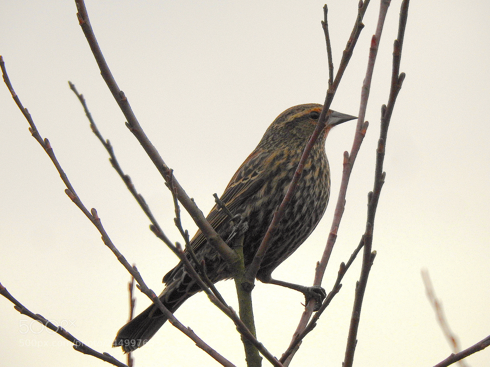 Nikon Coolpix P900 sample photo. Red-winged blackbird photography