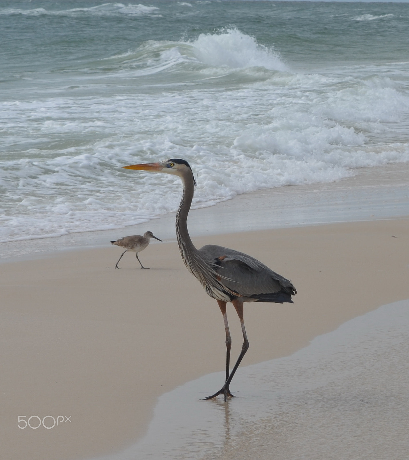 Nikon D5100 sample photo. Heron photography