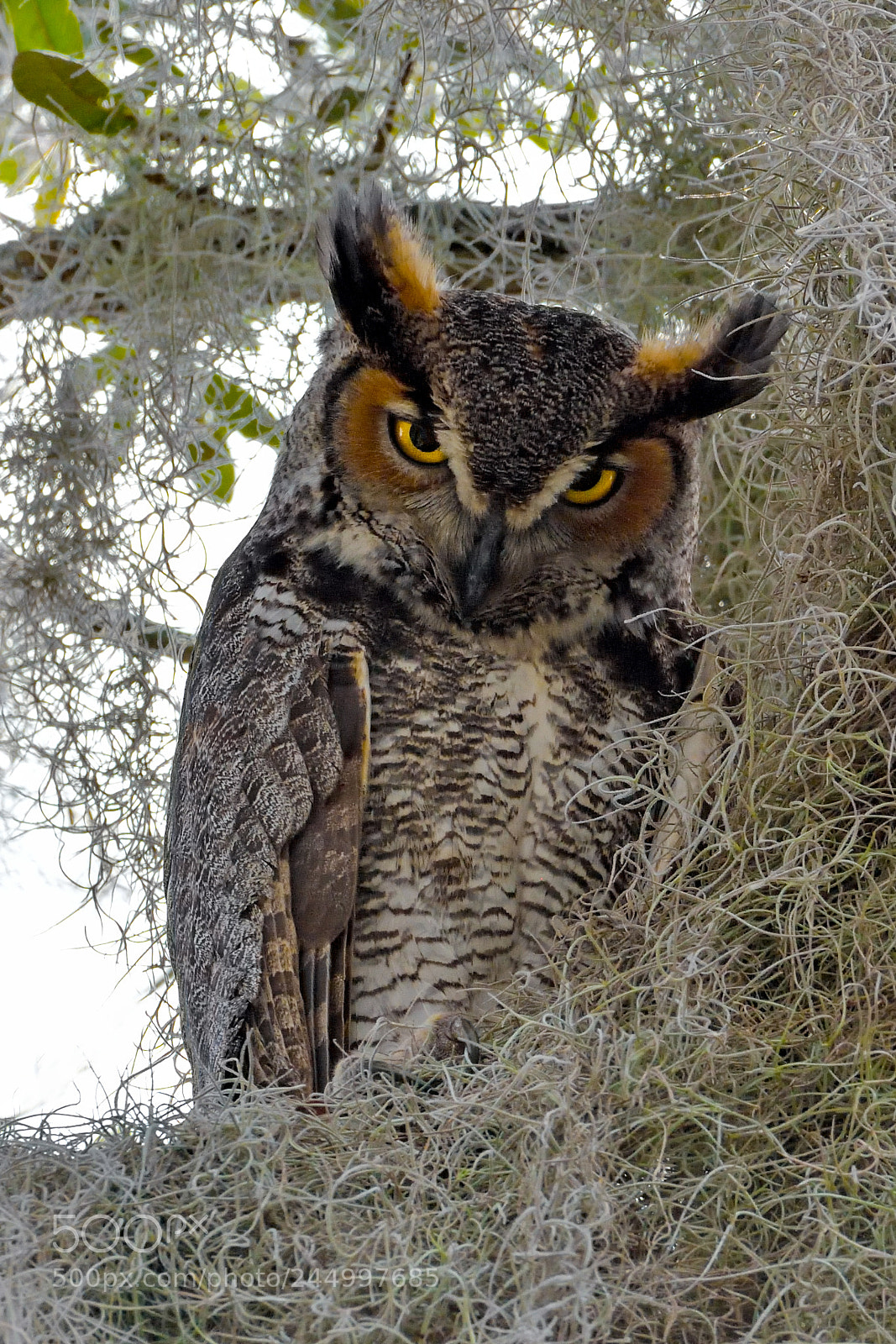 Nikon D7200 sample photo. Great horned owl photography