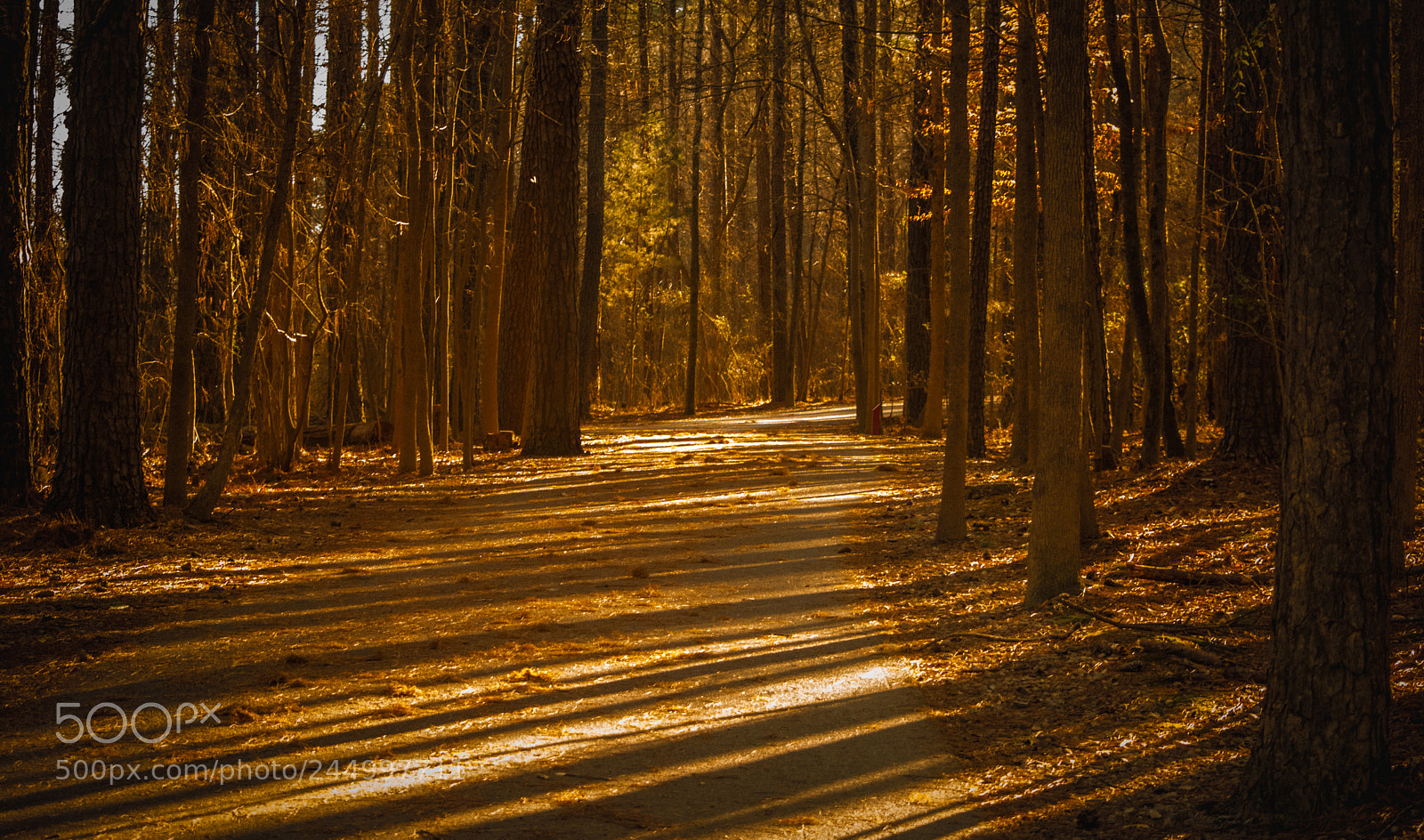 Nikon D7100 sample photo. Raleigh photography