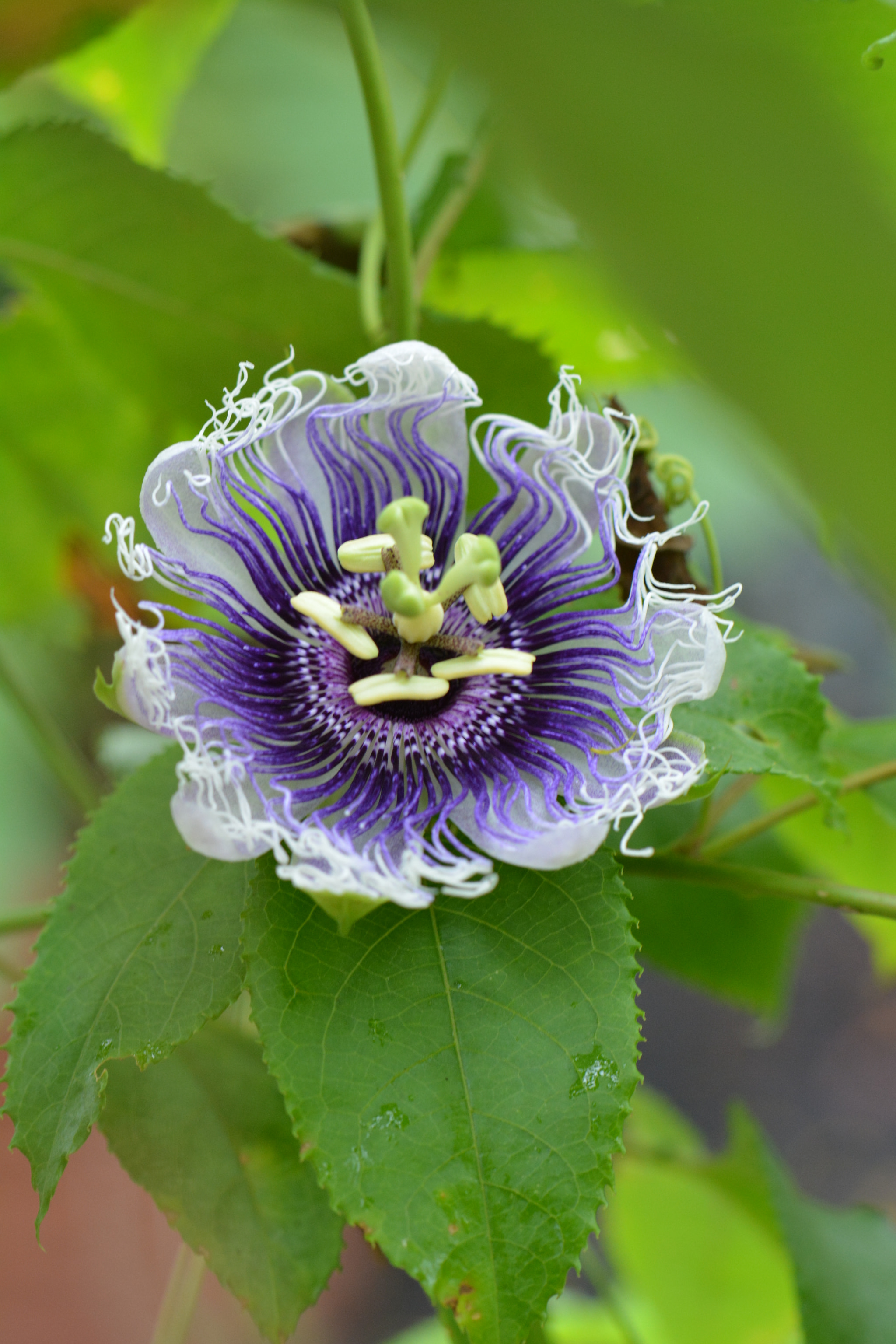 Nikon D5200 + Tamron SP AF 60mm F2 Di II LD IF Macro sample photo. Passion flower. photography