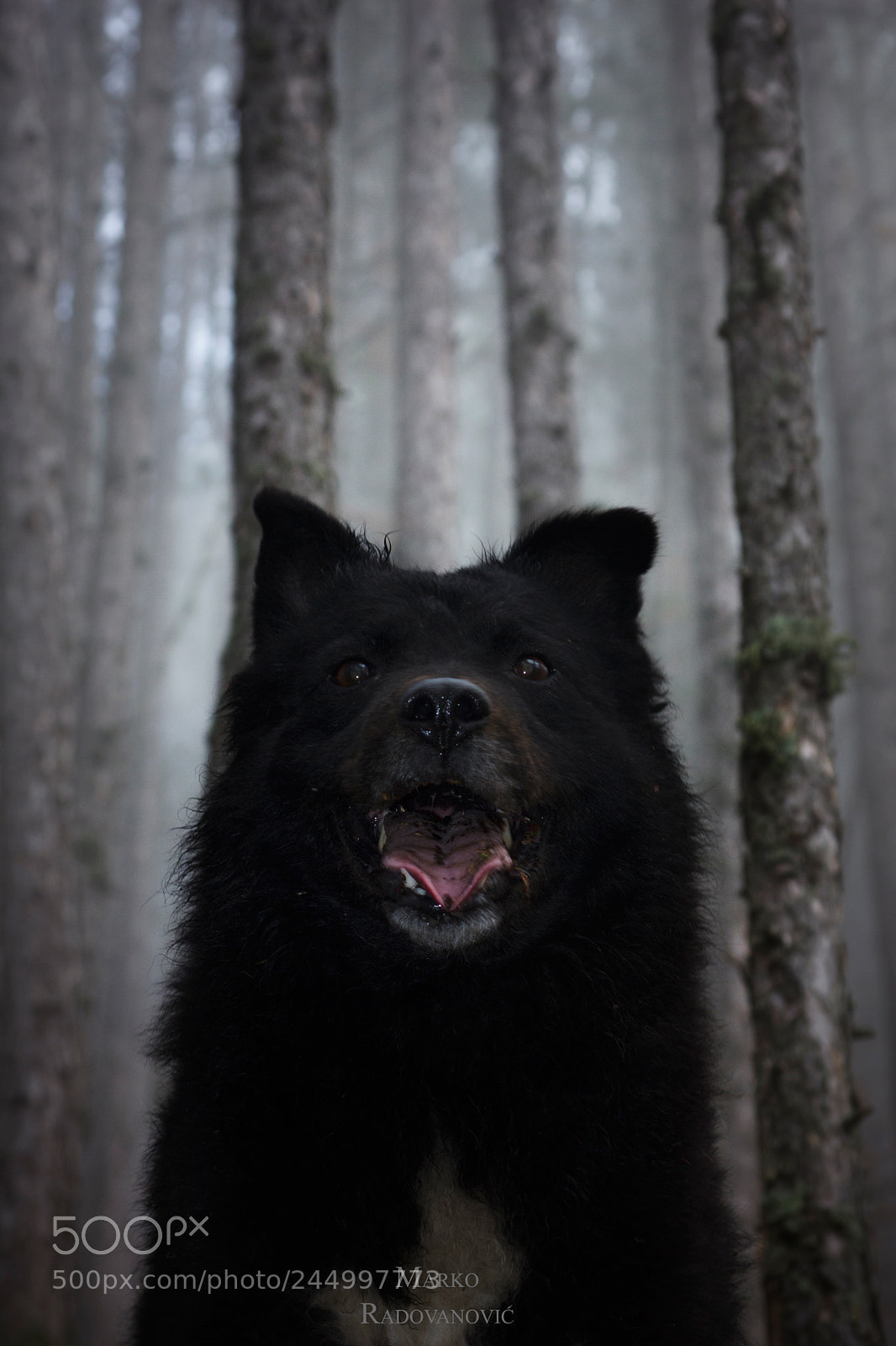 Canon EOS 550D (EOS Rebel T2i / EOS Kiss X4) sample photo. Forest king photography