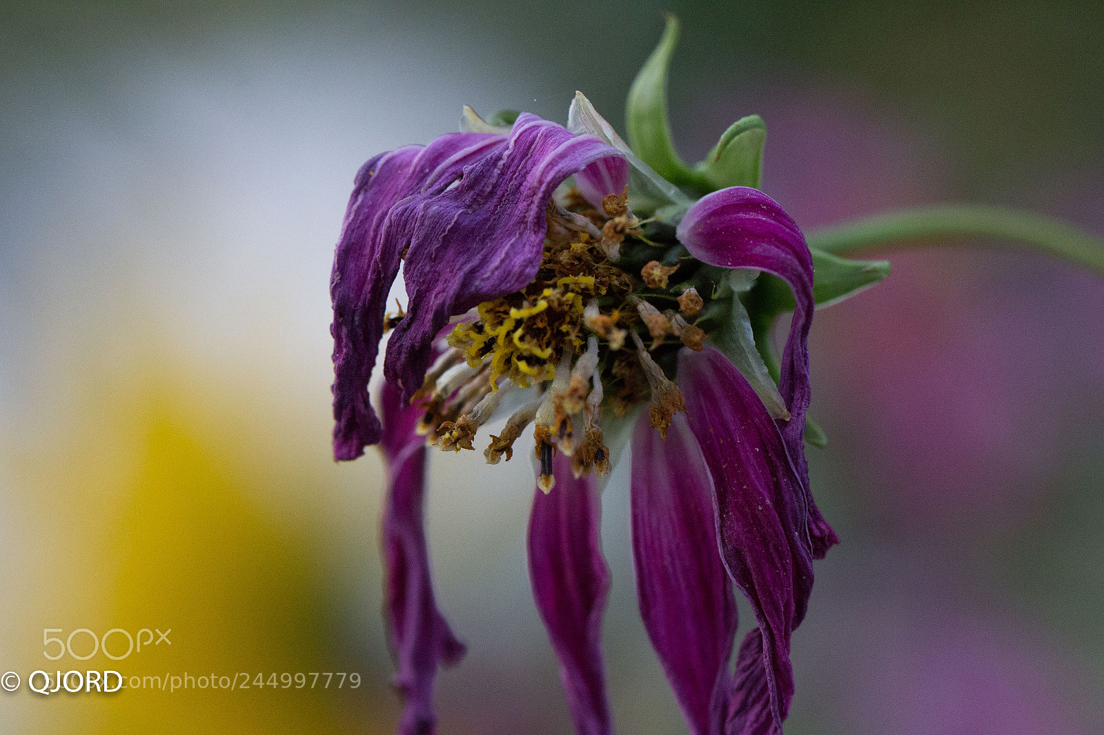 Canon EOS 60D sample photo. Flowers life photography