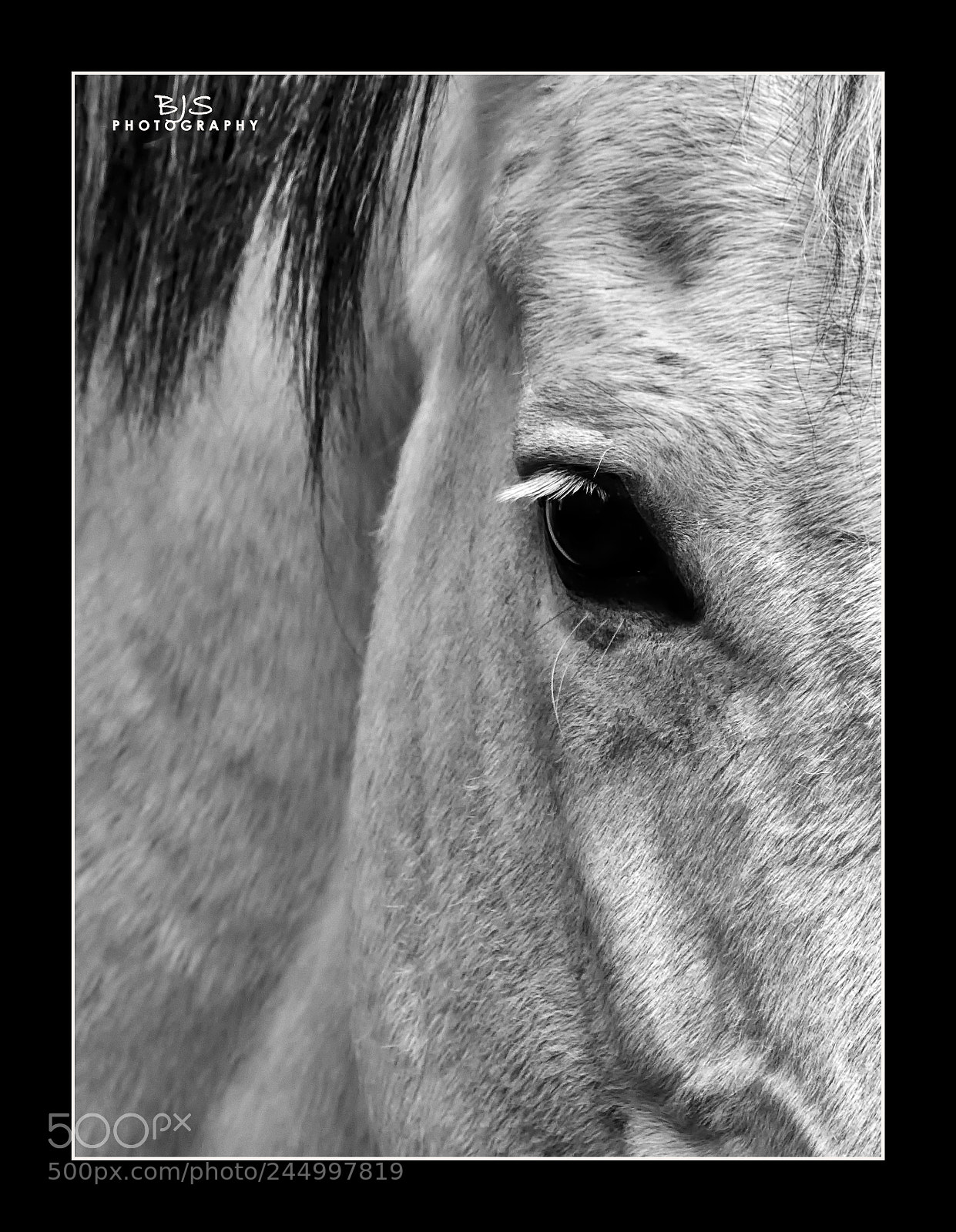 Panasonic Lumix DMC-FZ300 sample photo. Watch and wait photography