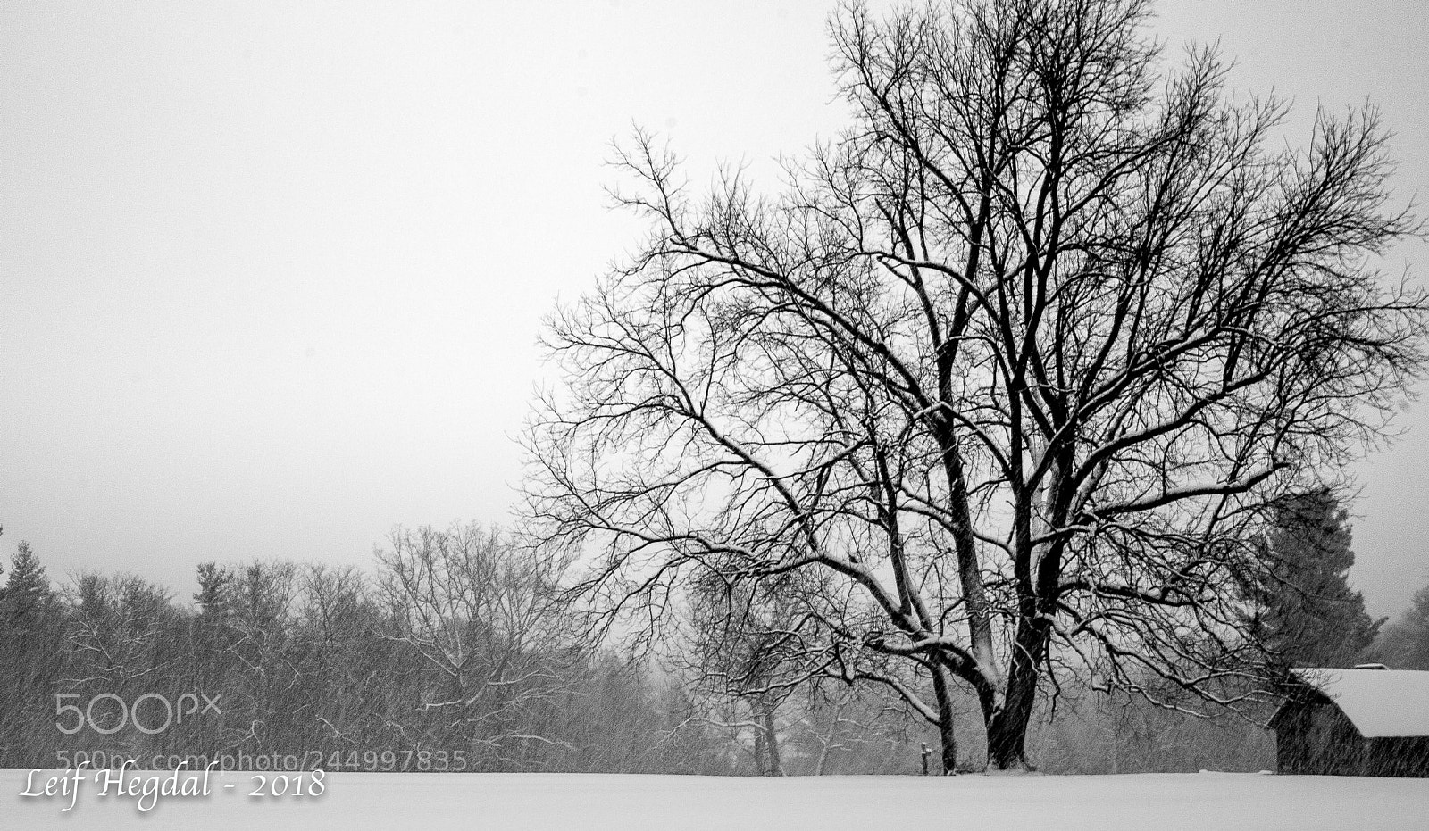 Canon EOS-1D Mark IV sample photo. Tree in field photography