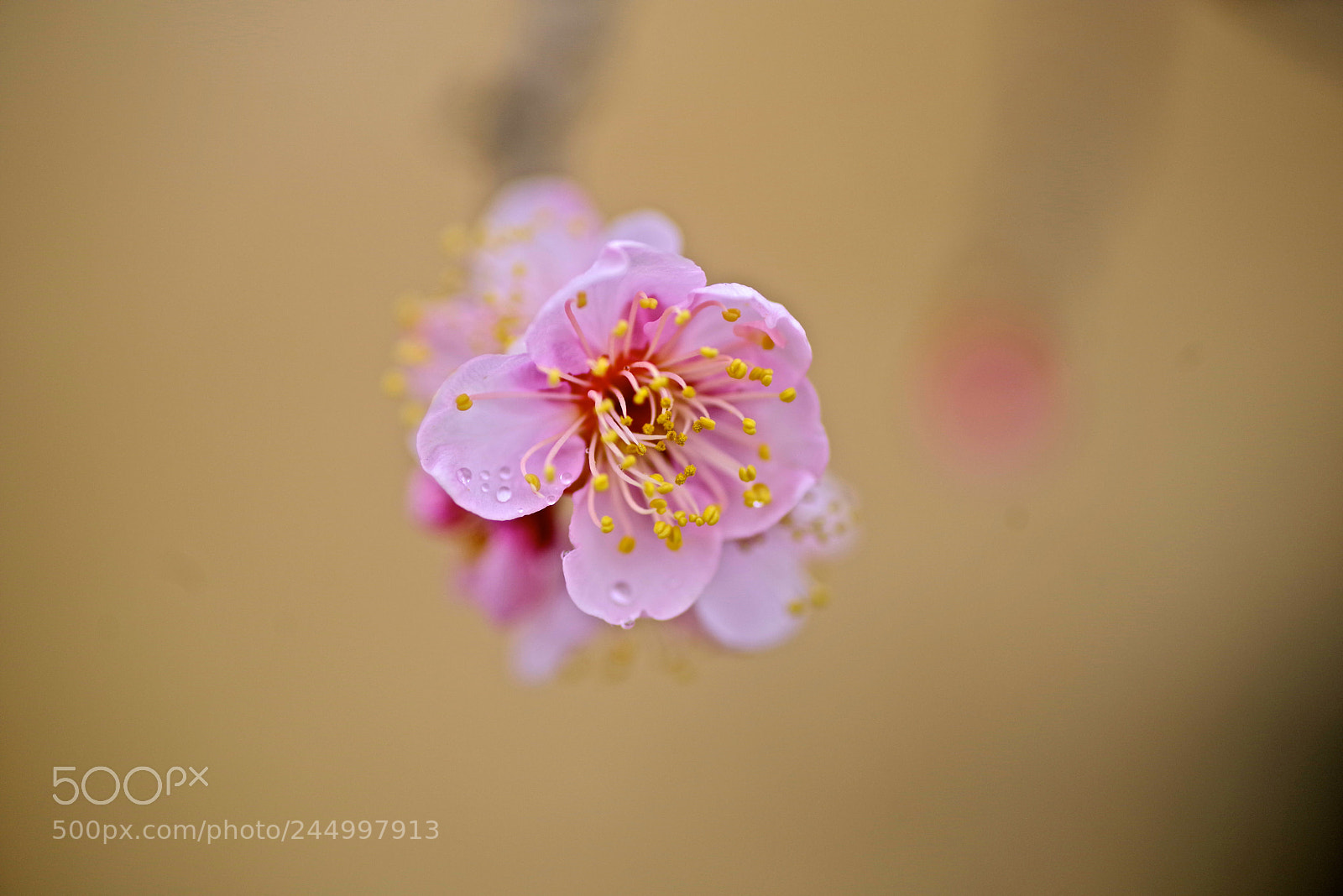 Pentax K-1 sample photo. Pink plum photography