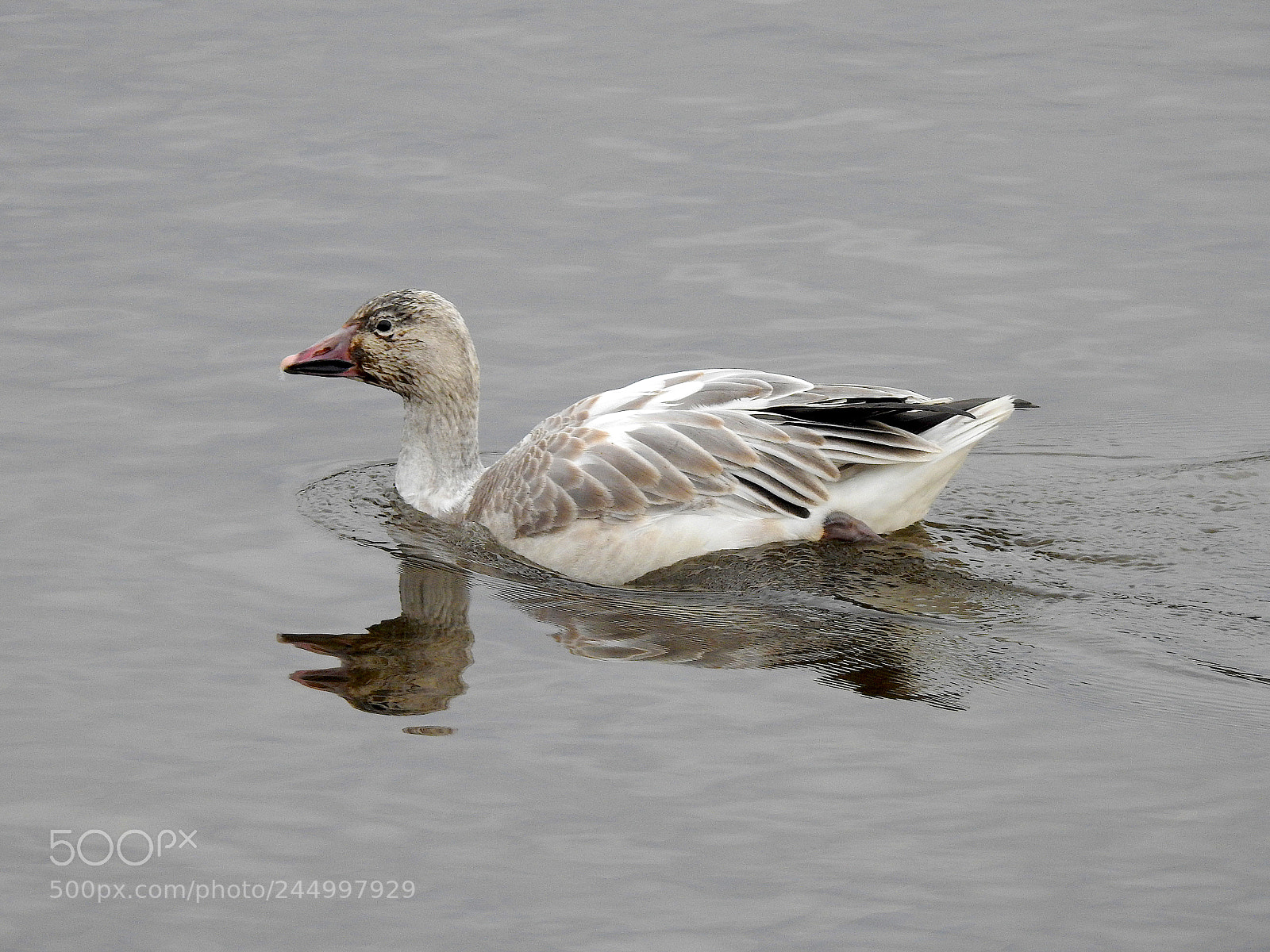 Nikon Coolpix P900 sample photo. Snow goose photography