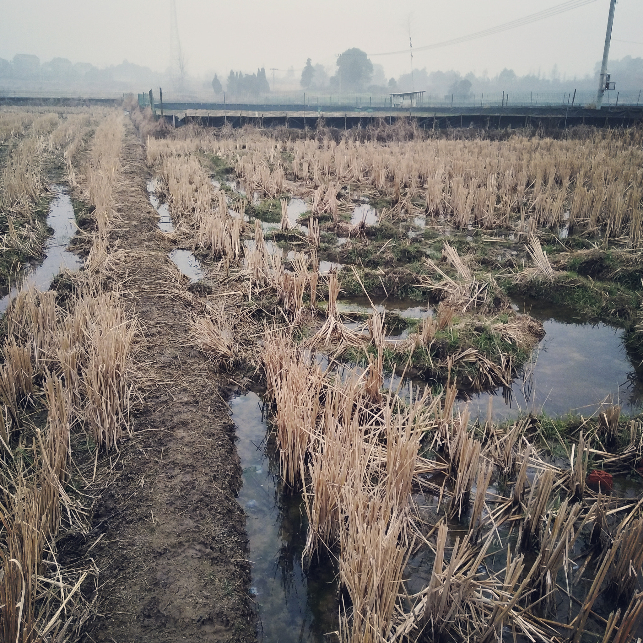 vivo X9 sample photo