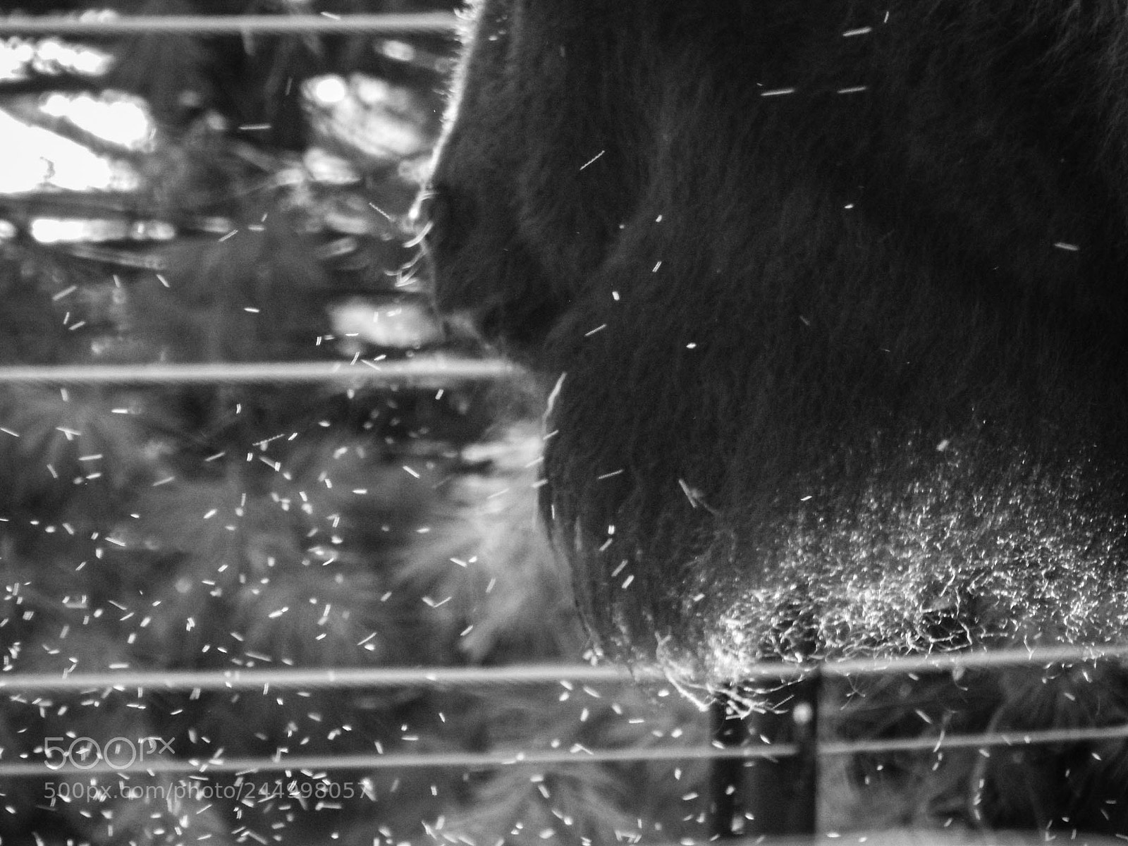 Nikon Coolpix L820 sample photo. Water buffalo and the photography