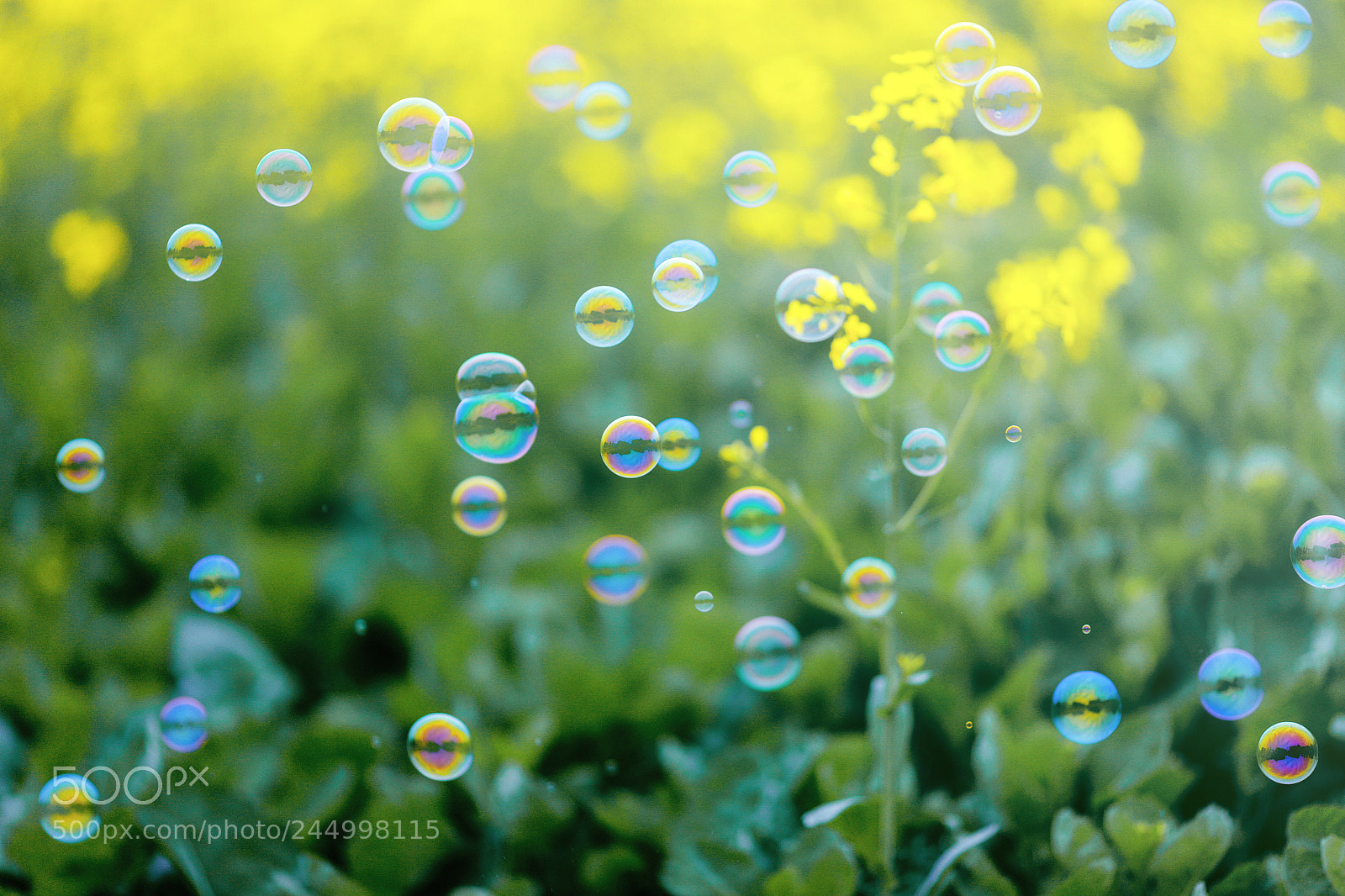 Canon EOS 6D Mark II sample photo. Untitled photography