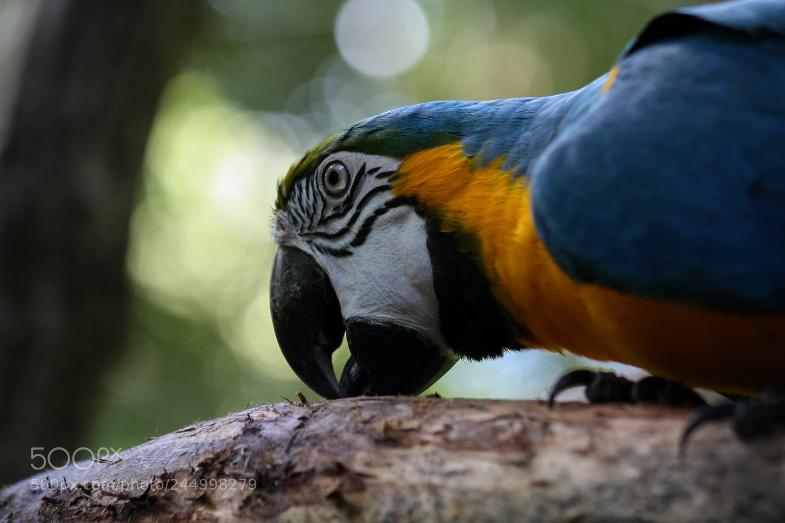 Canon EOS 1000D (EOS Digital Rebel XS / EOS Kiss F) sample photo. Blue and yellow macaw photography