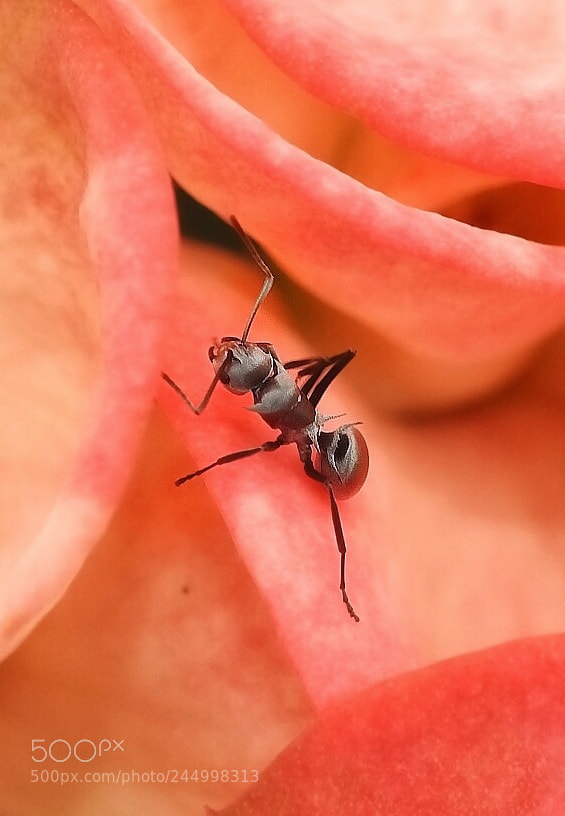 Nikon Coolpix P900 sample photo. Ant photography