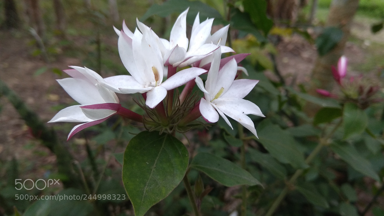 Xiaomi Redmi Note 4 sample photo. White dress photography