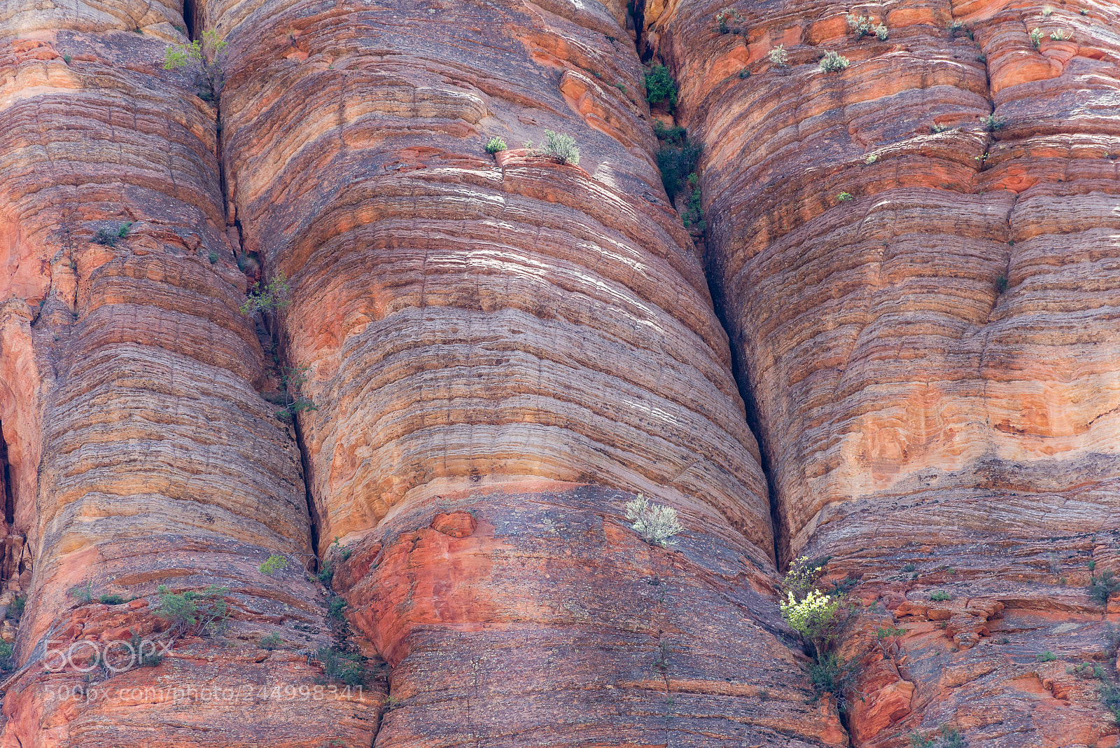 Nikon D610 sample photo. Zion's details photography