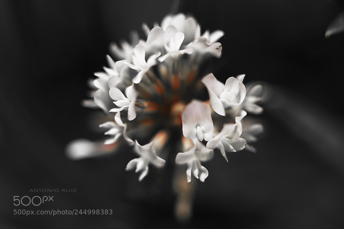 Canon EOS-1D Mark III sample photo. Blanco sobre negro photography