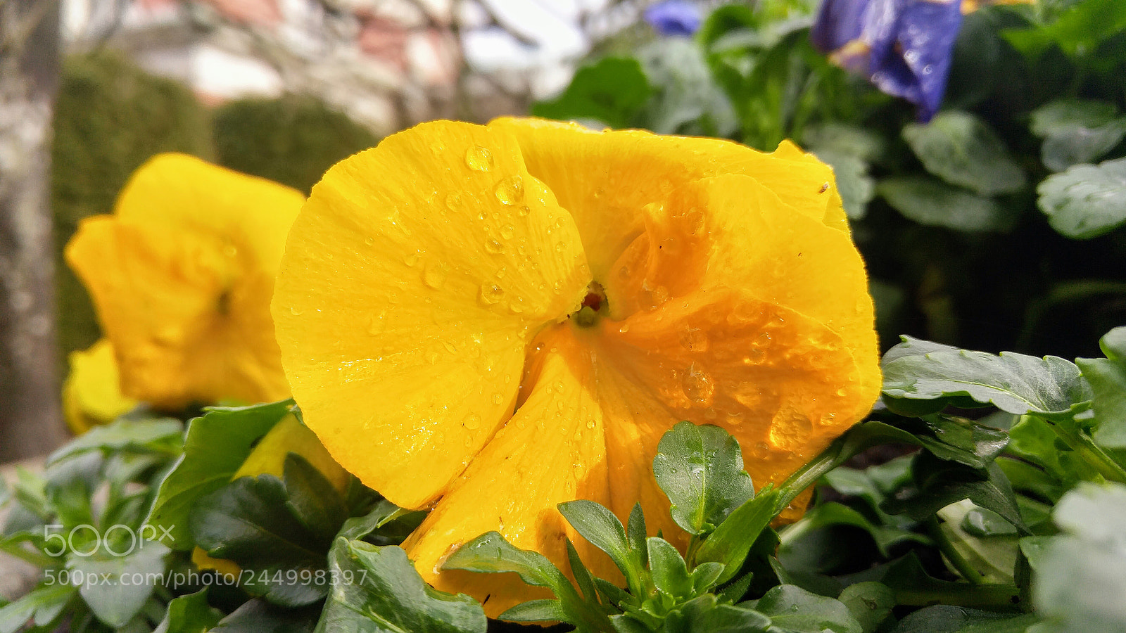 LG G4 sample photo. Wet pansies photography
