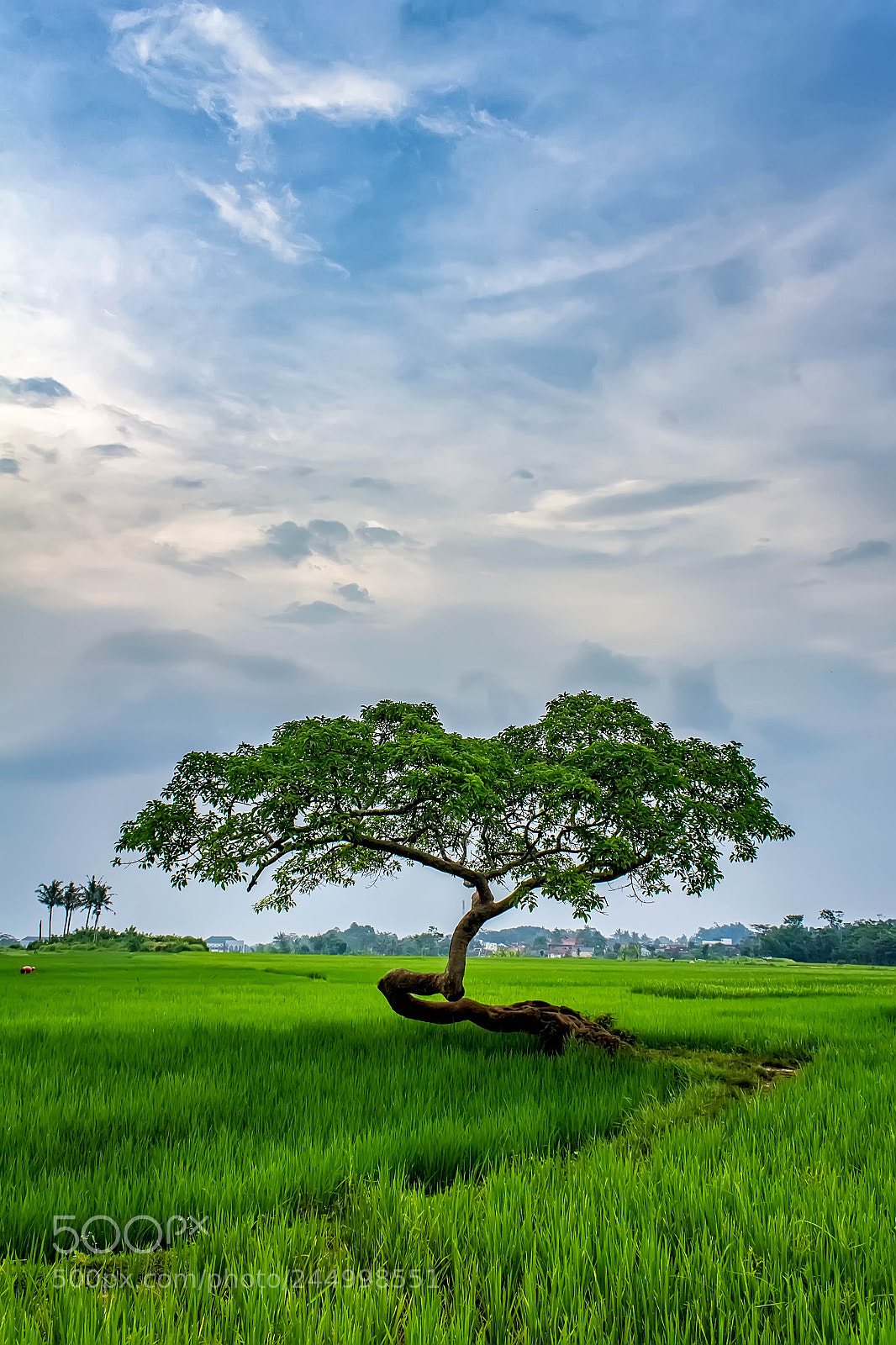 Canon EOS 60D sample photo. Salatiga bride tree photography
