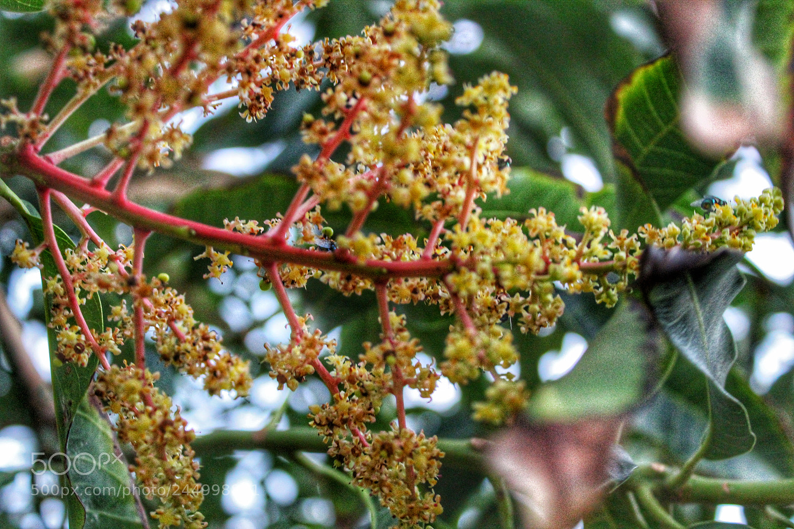 Canon EOS 1300D (EOS Rebel T6 / EOS Kiss X80) sample photo. Mango flowers photography