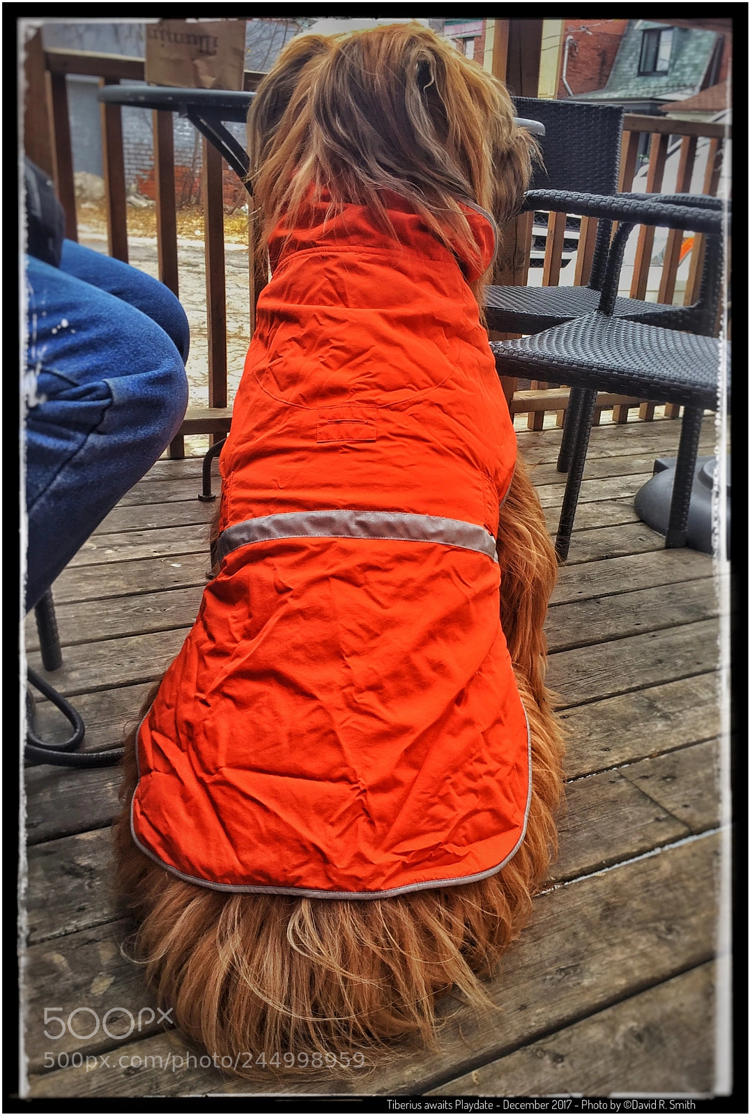 Apple iPhone 6 Plus sample photo. Tiberius awaits playdate photography