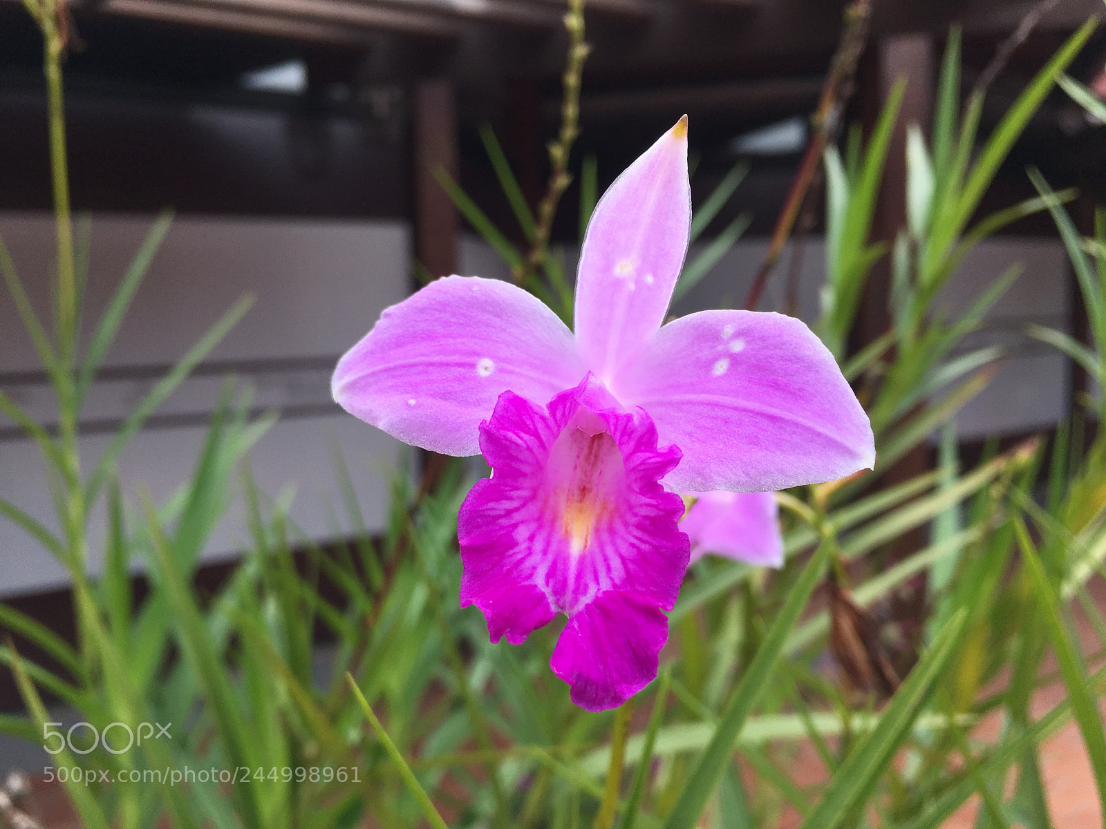 Apple iPhone 6s Plus sample photo. Cacheiras de macacu-rj photography