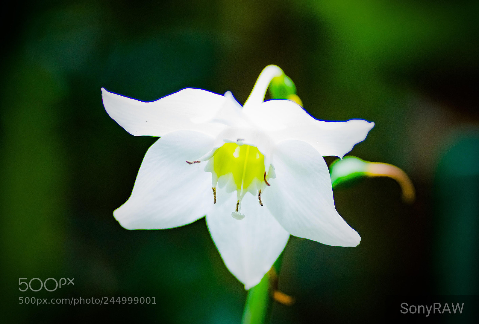 Sony a6500 sample photo. The amazon lily photography