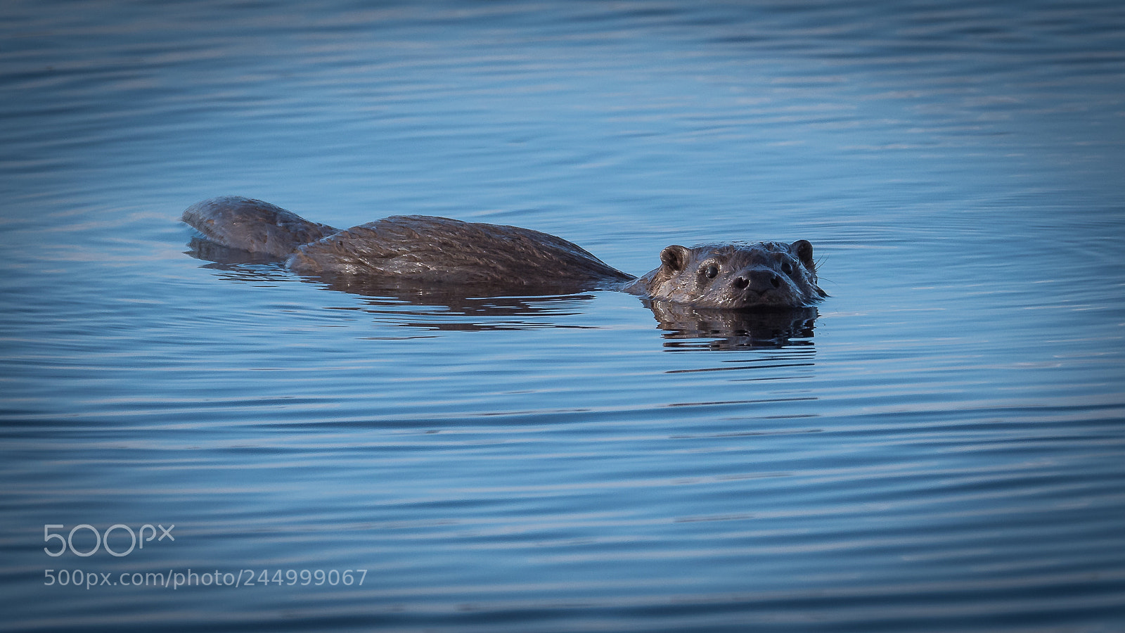 Panasonic Lumix DC-G9 sample photo. Otter. photography