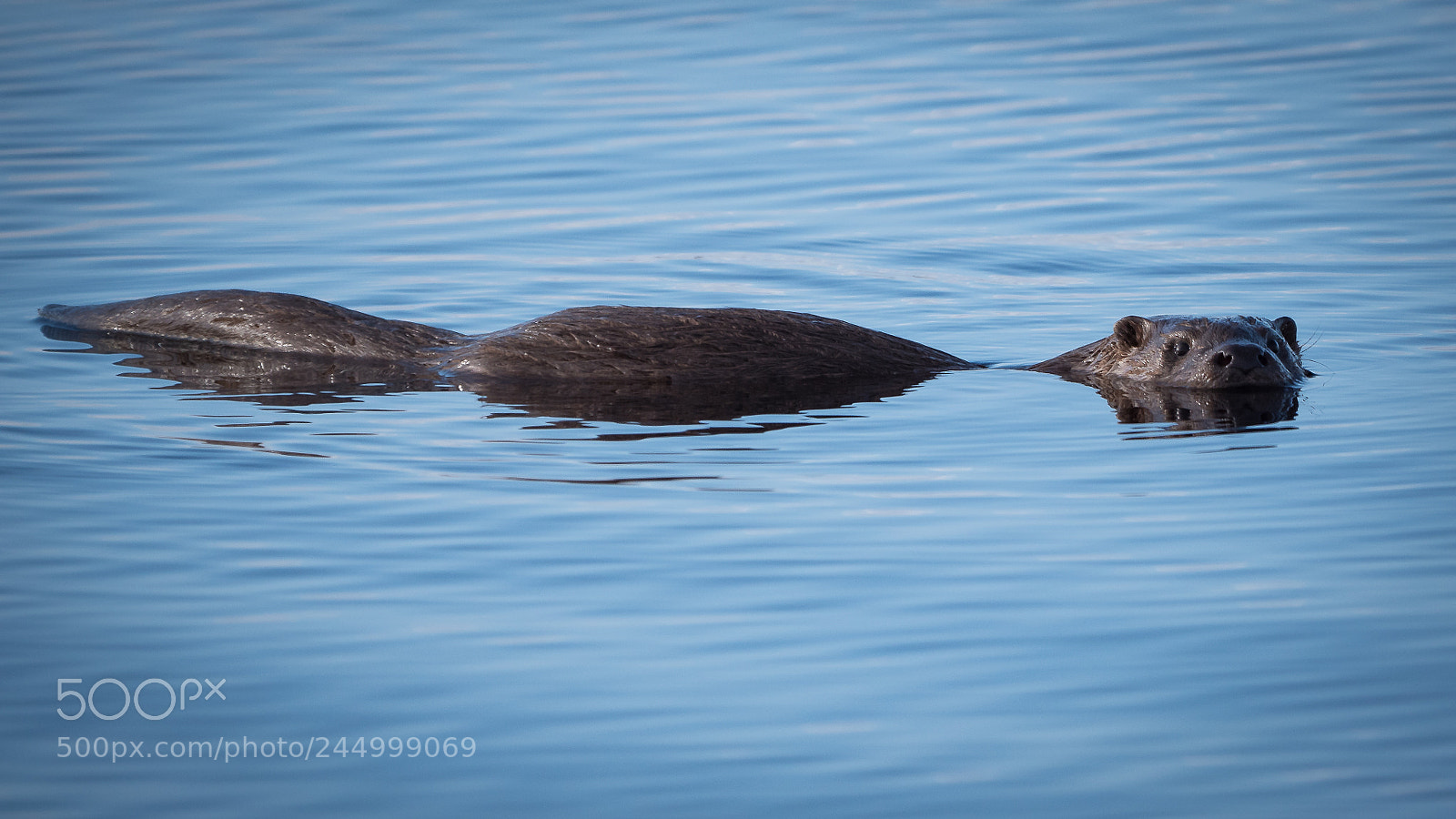Panasonic Lumix DC-G9 sample photo. Otter. photography