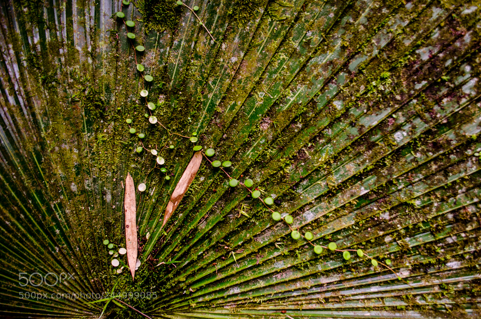 Nikon D5100 sample photo. Garden treasures photography