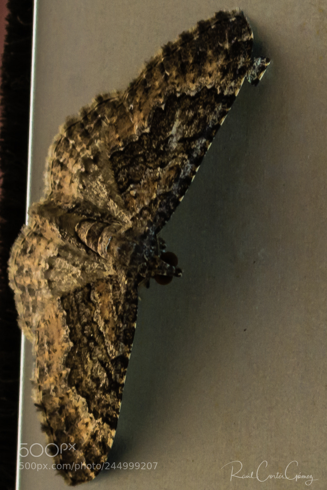 Nikon D7100 sample photo. Polilla photography